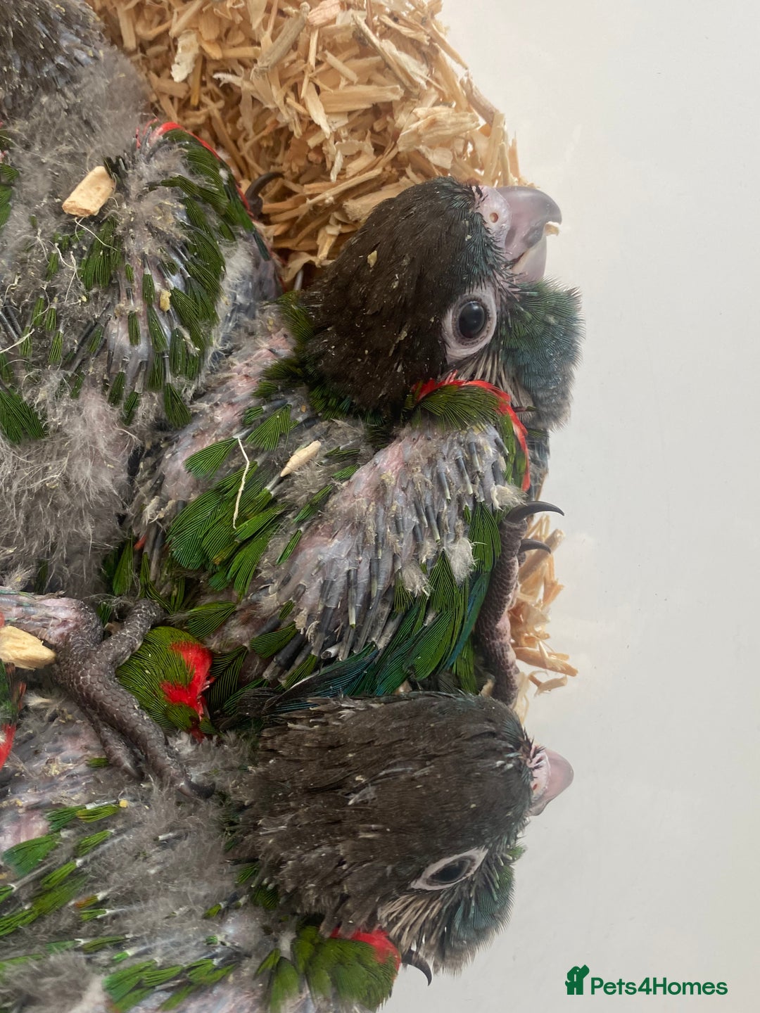 Conures birds for sale: Hand reared conures  - Image 6