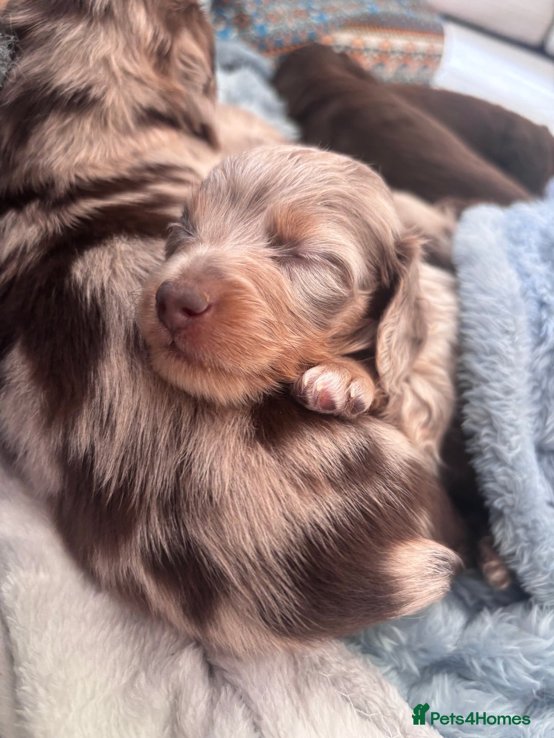 Miniature Dachshund dogs for sale: 🐾Beautiful KC Reg Miniature Dachshunds looking 🐾 - Image 11