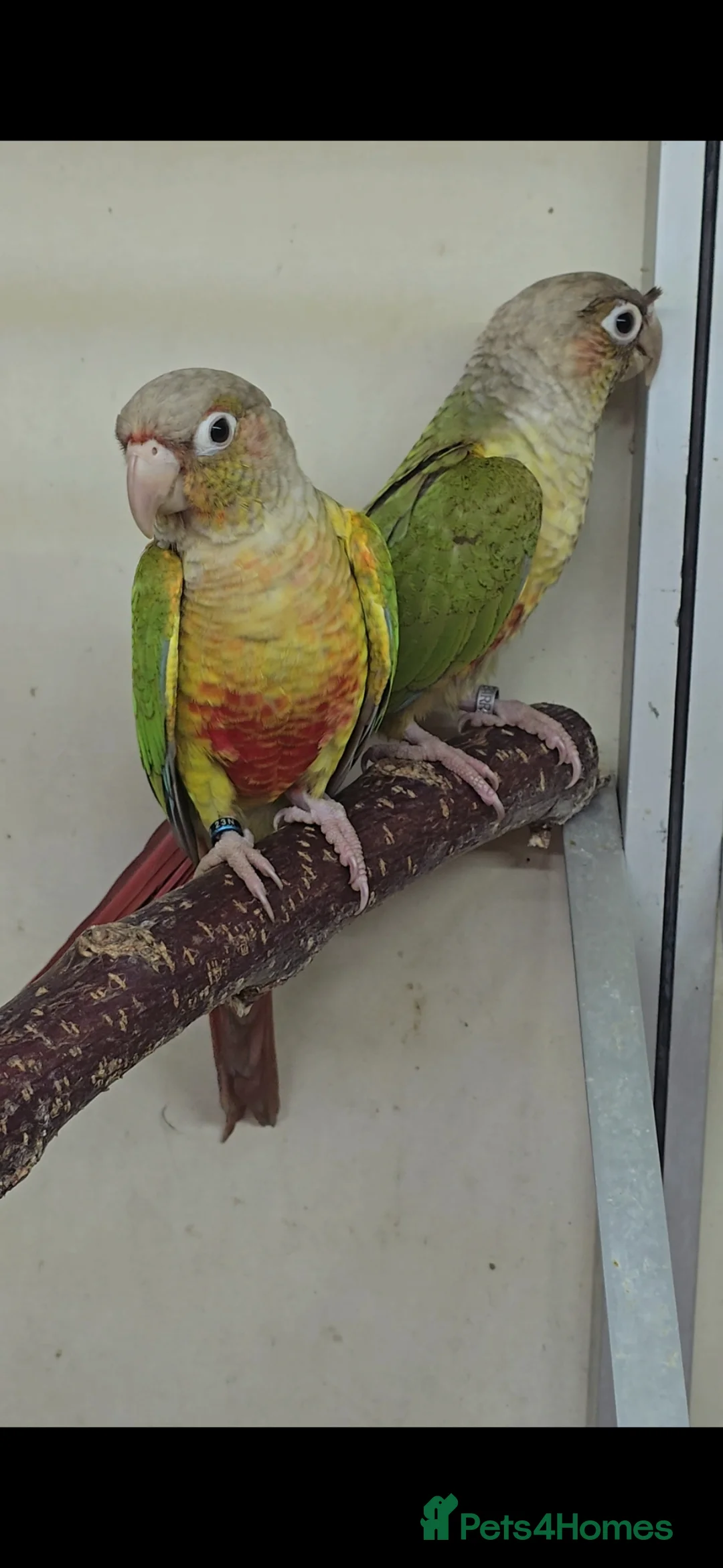 Conures birds for sale: Pineapple Green Cheek Conures - Advert 2