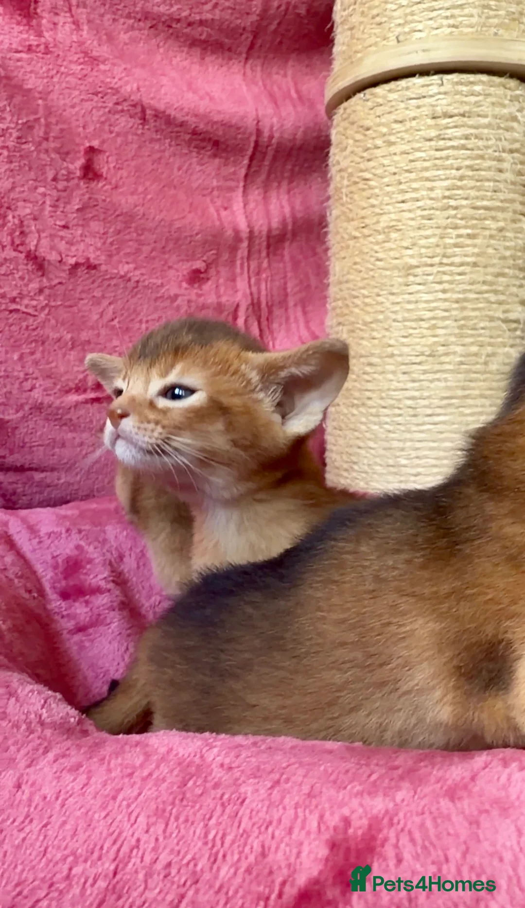 Abyssinian cats for sale: Beautiful GCCF Registered Abyssinian Kittens 💙❤️ - Advert 7