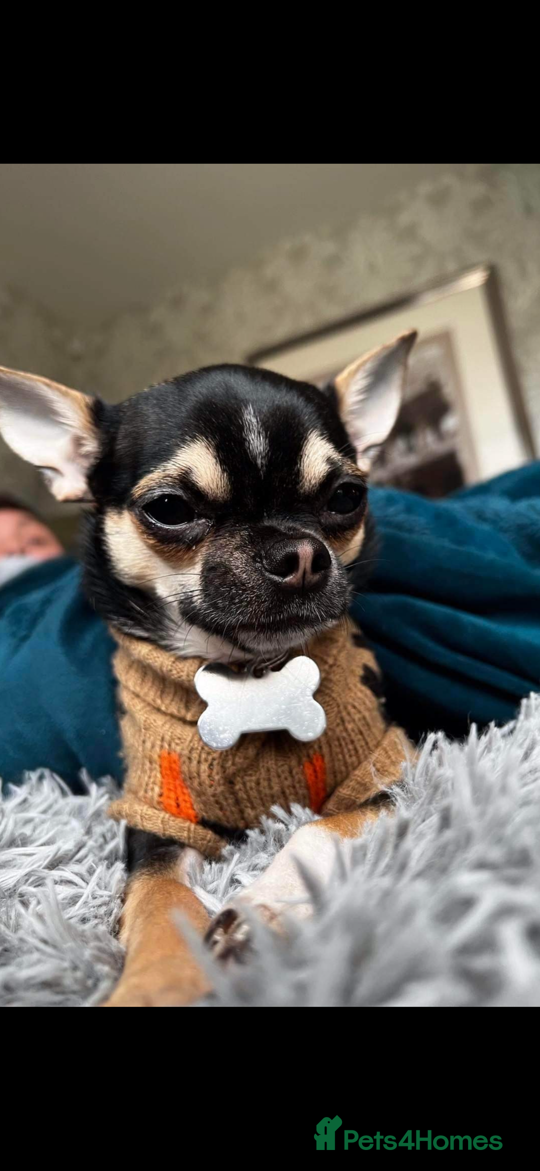 Chihuahua dogs for stud: Chihuahua for stud  - Advert 2