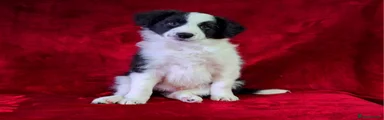 Border Collie Puppy 1