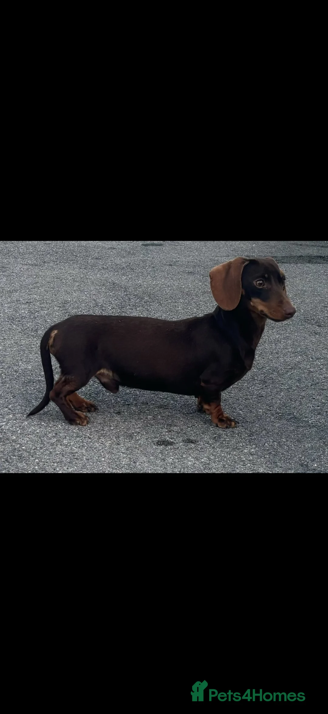 Miniature Dachshund dogs for sale: Miniature dachshund’s  - Advert 2