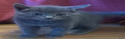 Mixed Breed cats for sale: Russian blue mix kittens  - Advert 32
