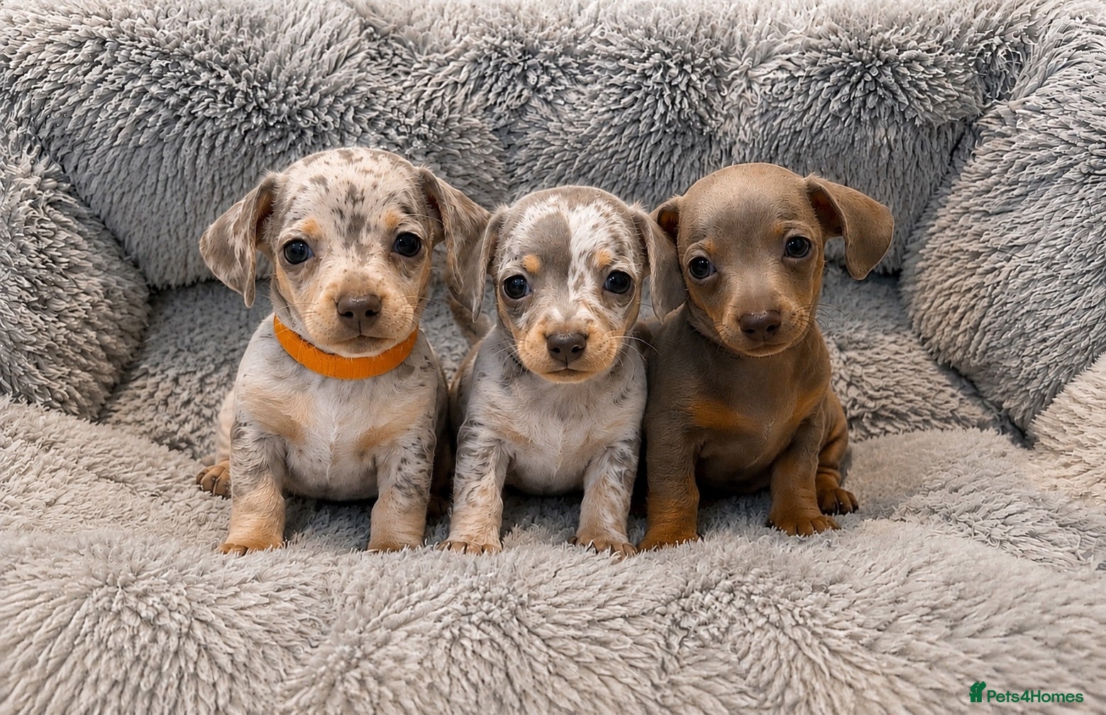Chiweenie dogs Chiweenie chihuahua dachshund pups BOYS - Advert 1