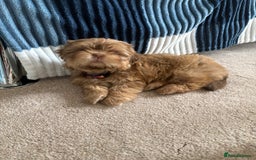 Shih Tzu dogs for sale: Tiny Shih Tzu Girl - Image 5