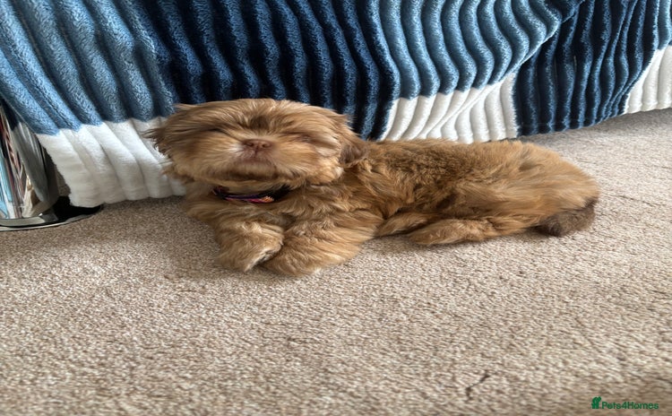 Shih Tzu dogs - Advert 12
