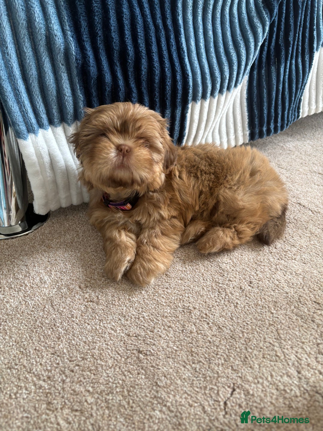 Shih Tzu dogs for sale: Tiny Shih Tzu Girl - Image 5
