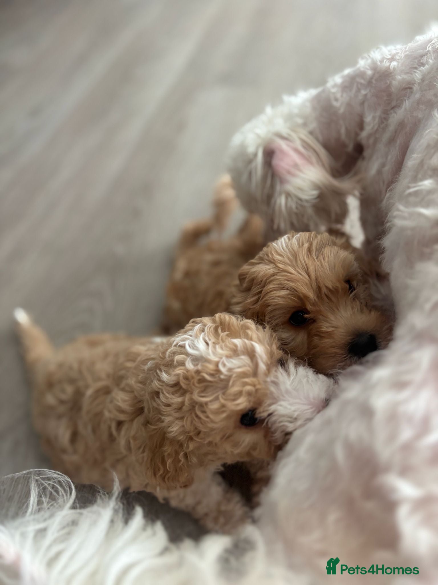 Cavapoochon dogs for sale: Stunning F1 Cavapoochon Puppies Healthy and Ready  in London - Advert 8