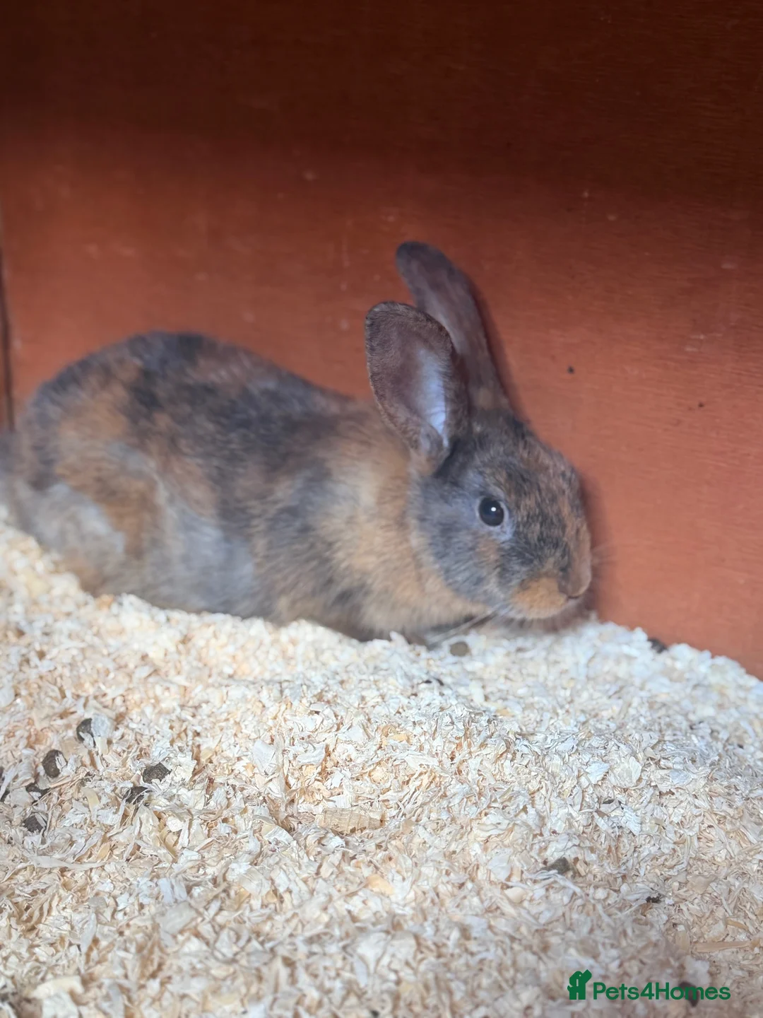 Mixed Breed rabbits for sale: Bunnies  in Newark - Advert 16
