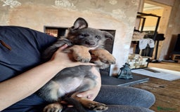 German Shepherd dogs for sale: 10 Healthy Beautiful German shepherds - Image 15