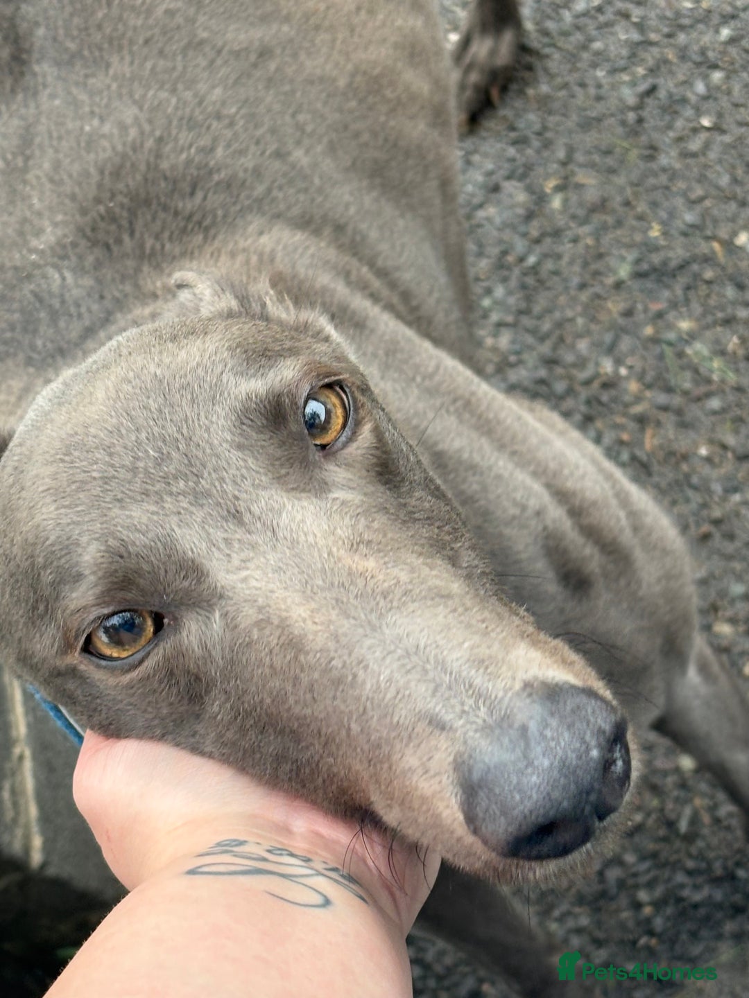 Greyhound dogs for sale: Retired Greyhounds  - Image 9