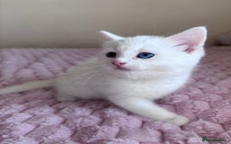 Ragdoll cats for sale: British Shorthair Cross Ragdoll Kittens  - Advert 12