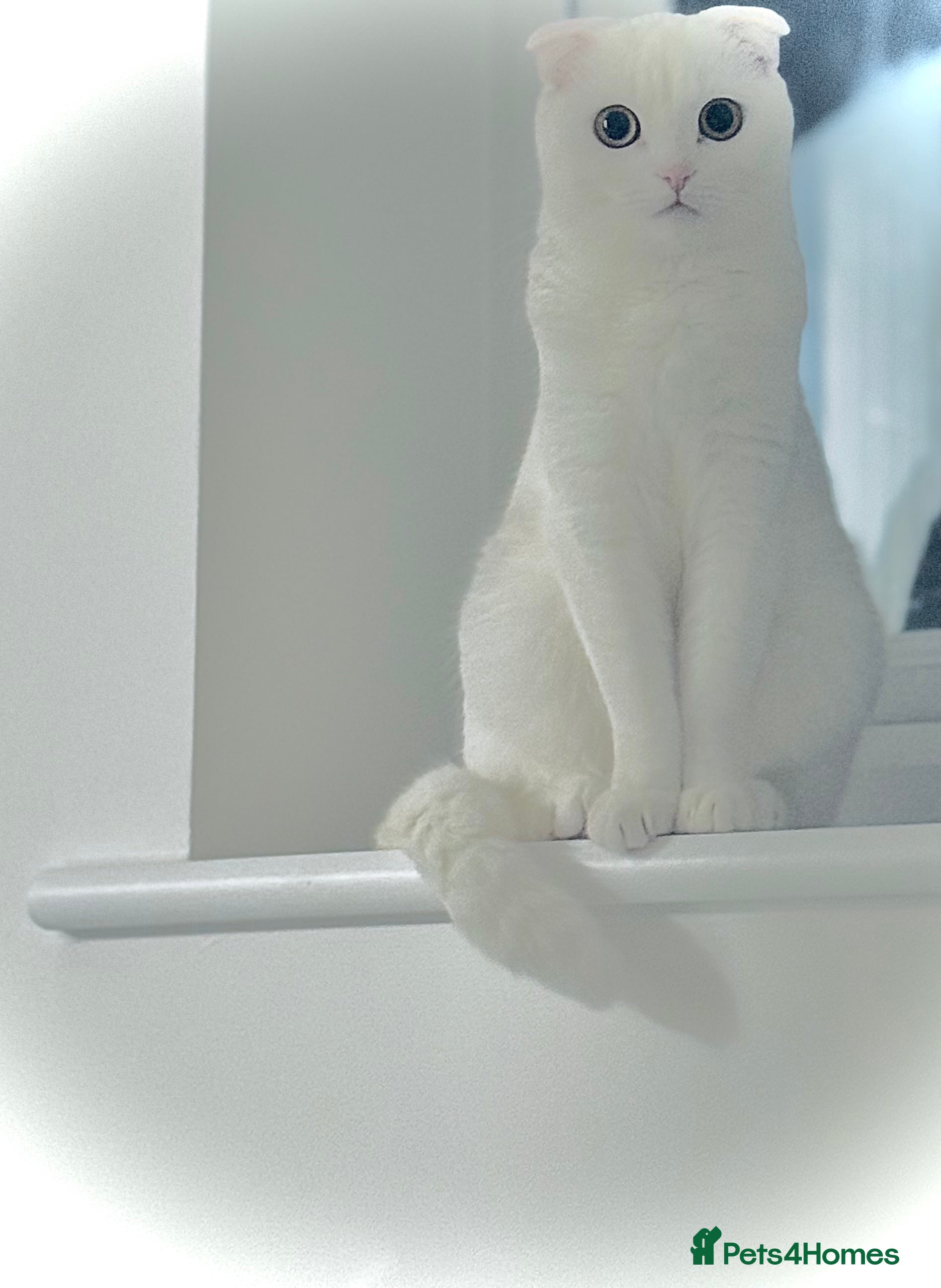 Scottish Fold cats Scottish fold kittens  - Advert 1