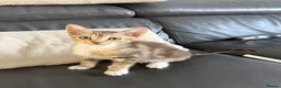 Mixed Breed cats for sale: Beautiful Tabby Kittens - Advert 13