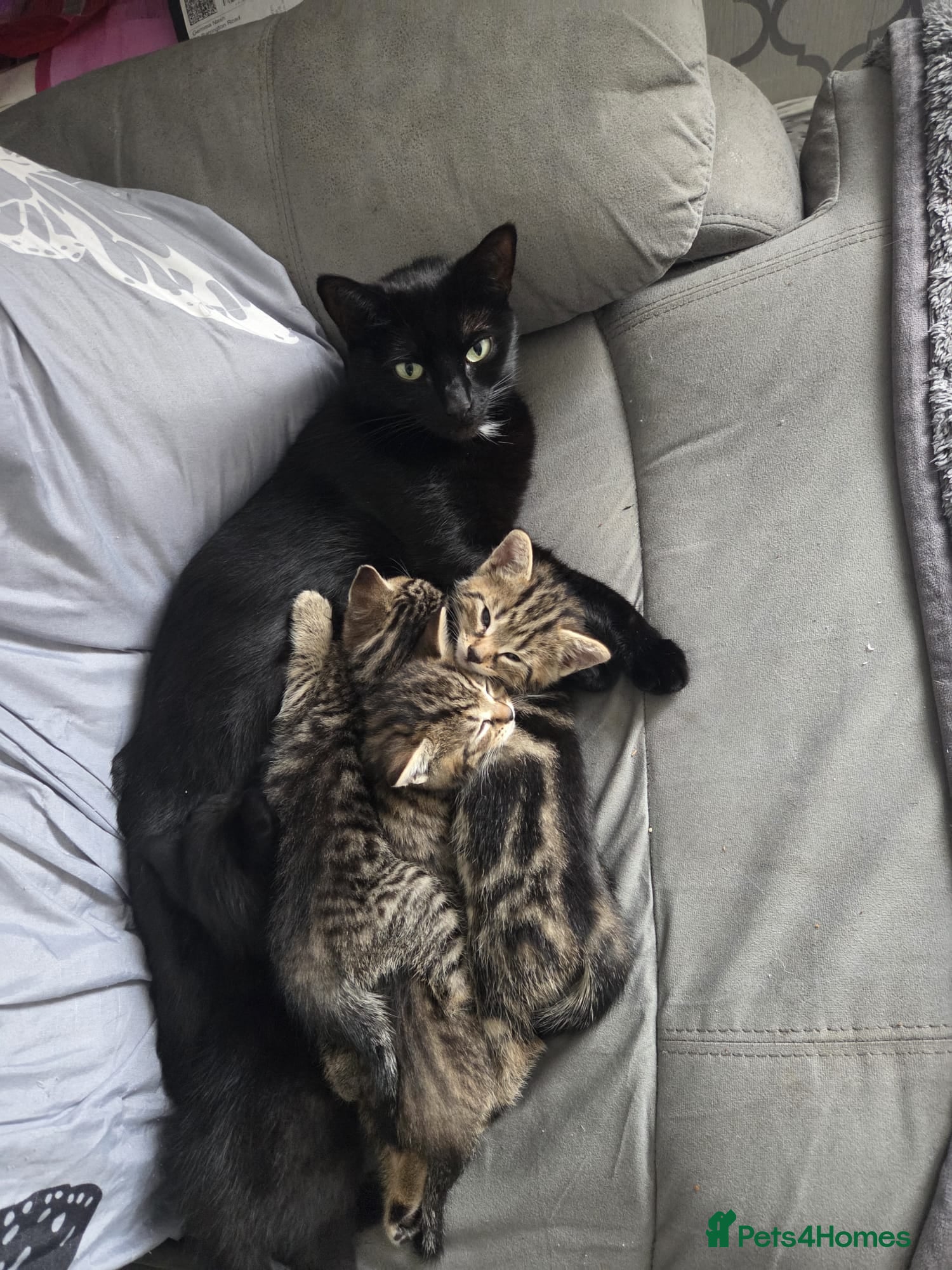 Mixed Breed cats 2 male kittens ready for their forever home. - Advert 9