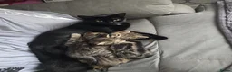 Mixed Breed cats for sale: 2 male kittens ready for their forever home. - Advert 1