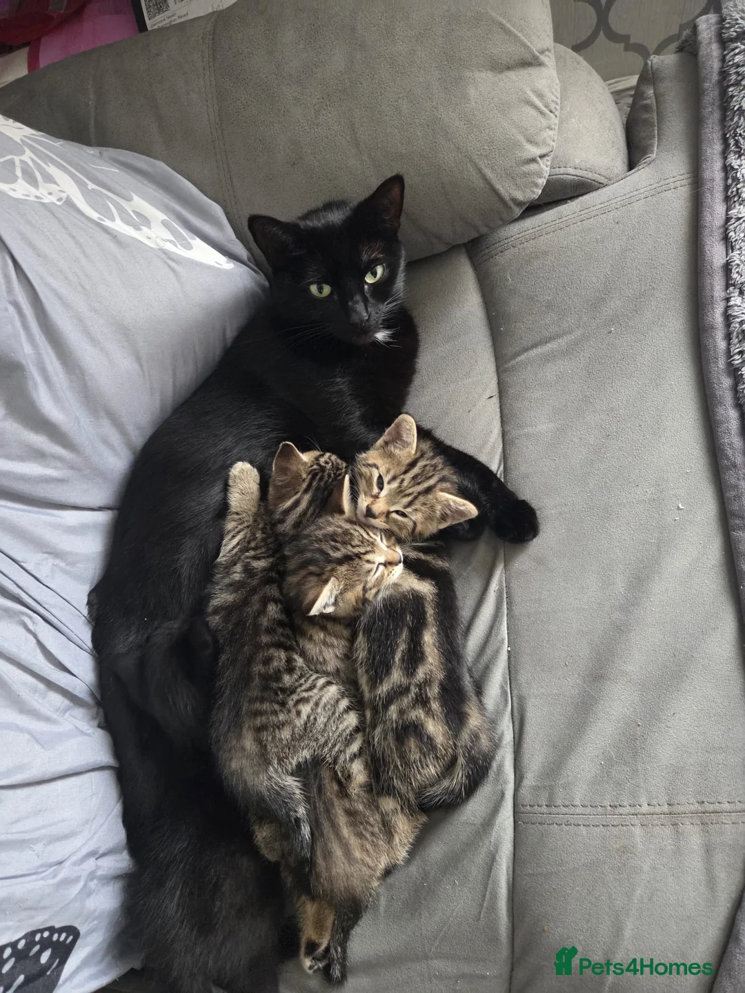 Mixed Breed cats for sale: 2 male kittens ready for their forever home. - Advert 1