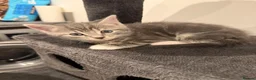 Mixed Breed cats for sale: FINAL BOY AVAILABLE - Advert 4