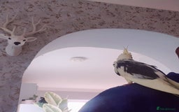 Cockatiels birds for sale: 1 res** 3 hand reared baby cockatiels in Plymouth  - Image 8