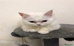 Mixed Breed cats for sale: Lovely white kittens 💕 - Image 4