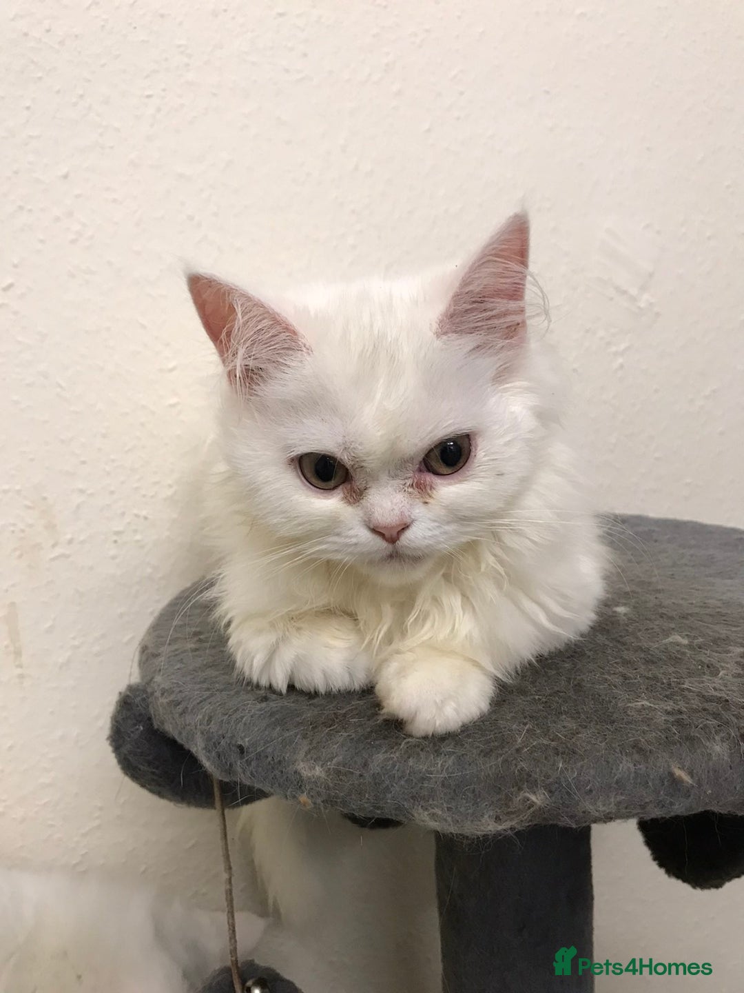 Mixed Breed cats for sale: Lovely white kittens 💕 - Image 4