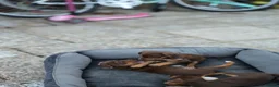 Jack Russell dogs for sale: Beautiful Jack Russell puppies for sale - Advert 7