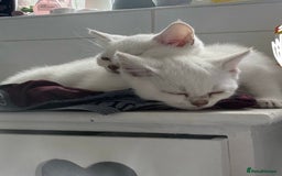 British Shorthair cats for sale: Two beautiful girls waiting for forever home  - Image 1