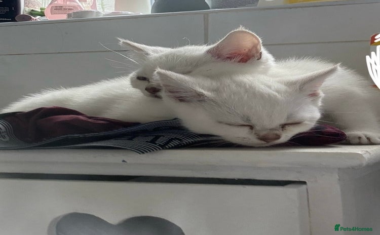 British Shorthair cats - Advert 1