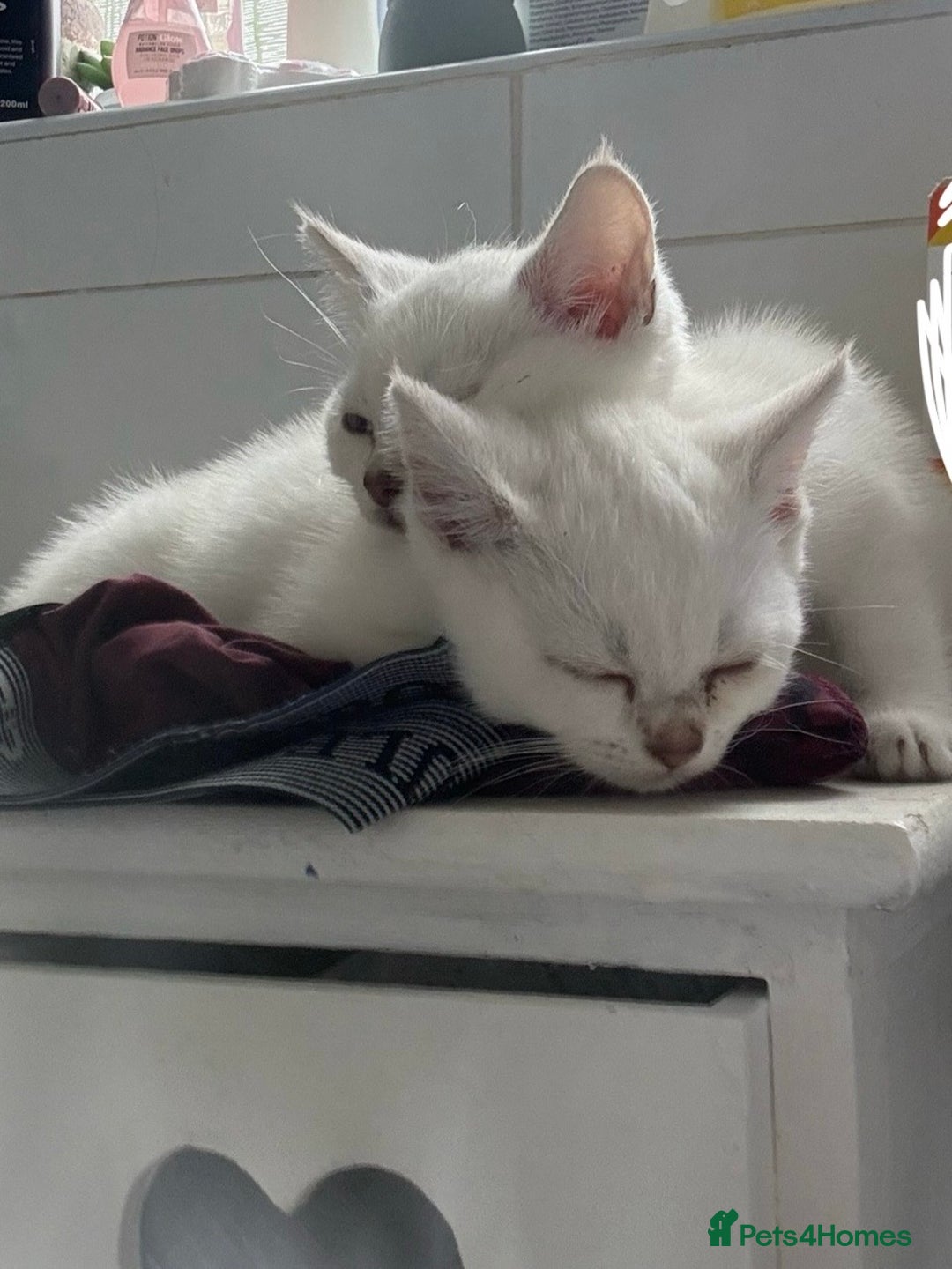 British Shorthair cats for sale: Two beautiful girls waiting for forever home  - Image 1