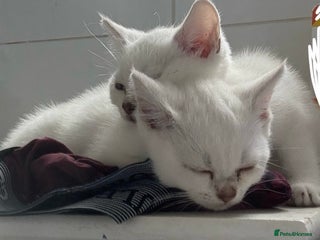 British Shorthair cats for sale - Advert 1