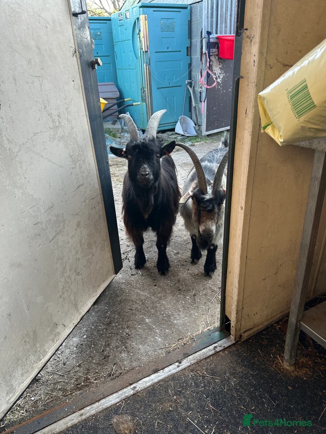 Goats livestock for sale: TWO GREAT PYGMY GOAT WETHERS  - Advert 4