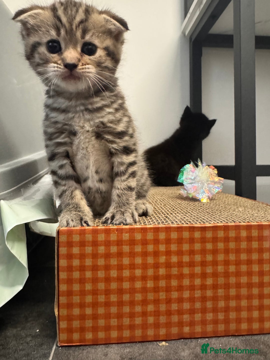 Mixed Breed cats for sale: 4 Adorable Kittens Looking For Forever Homes - Advert 2