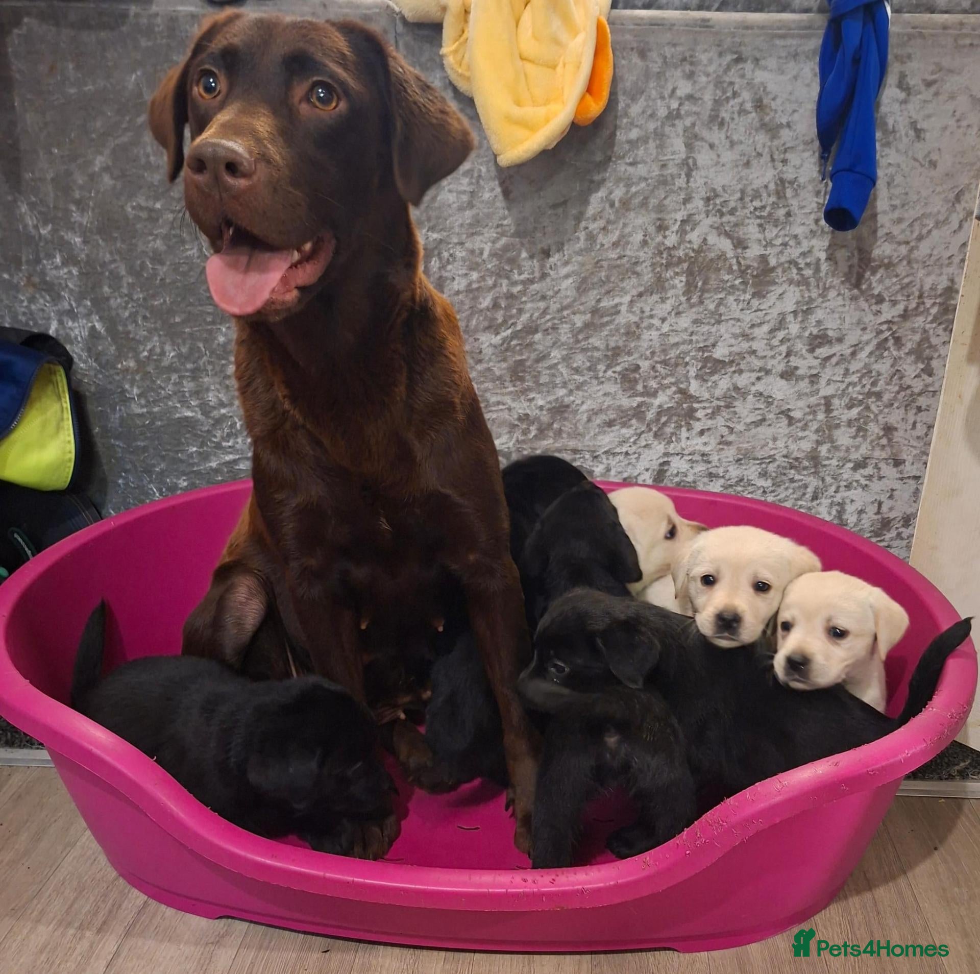 Labrador Retriever dogs Pedigree Labrador Puppies - Advert 1