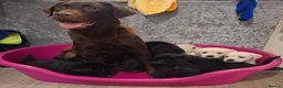Labrador Retriever dogs for sale: Pedigree Labrador Puppies - Advert 2