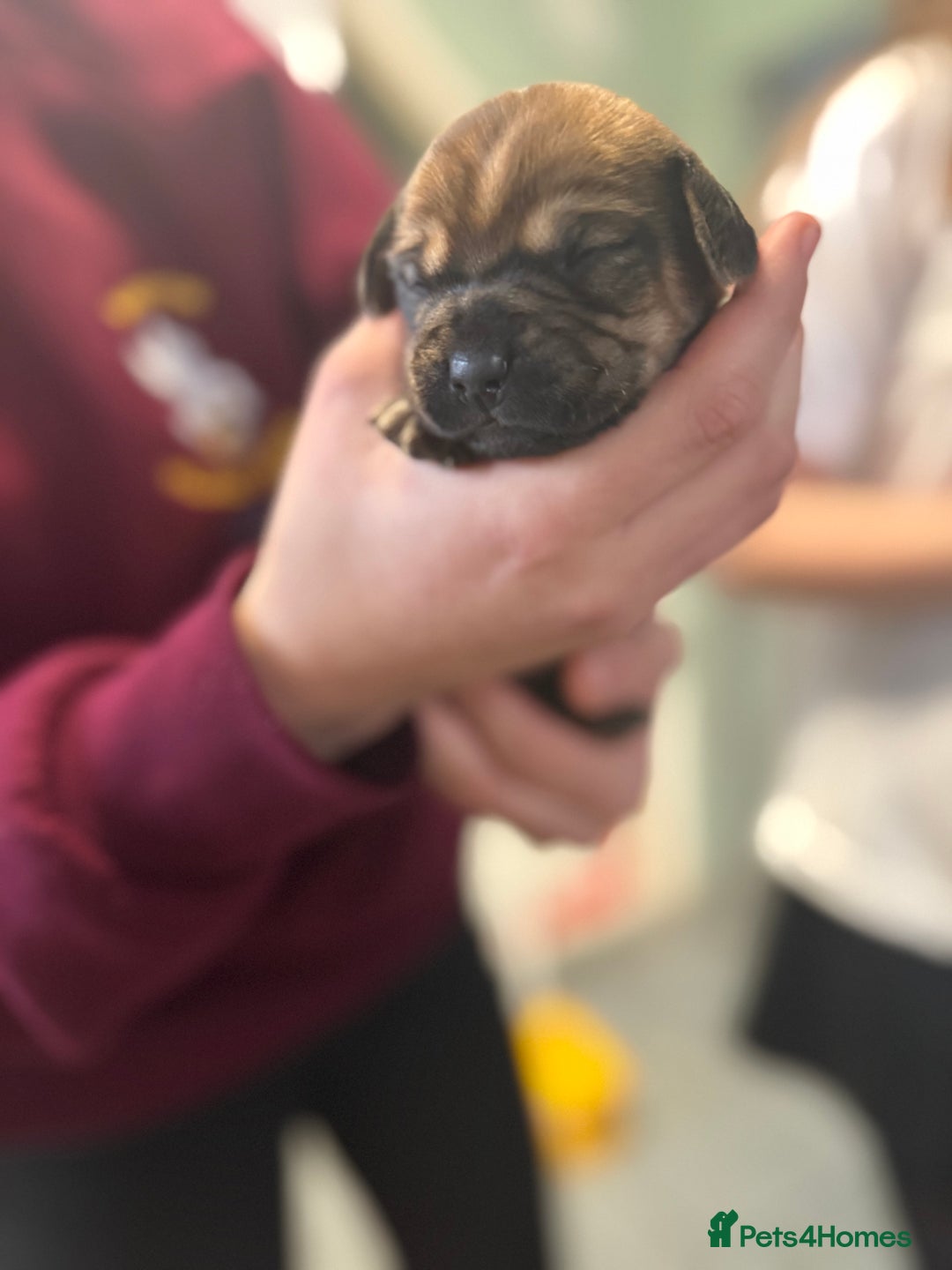 Mixed Breed dogs for sale: Adorable frenchie mix - Image 6