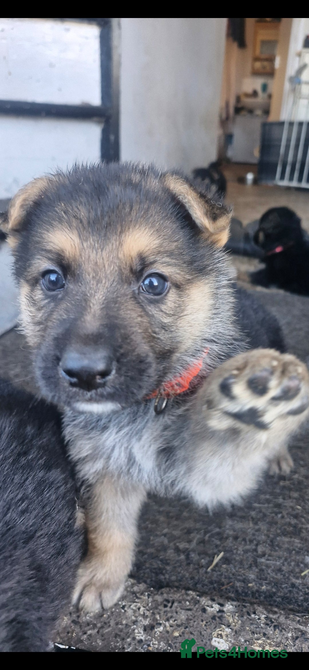 German Shepherd dogs for sale: KC German Shepherd pups LAST 2 BOYS! - Image 24