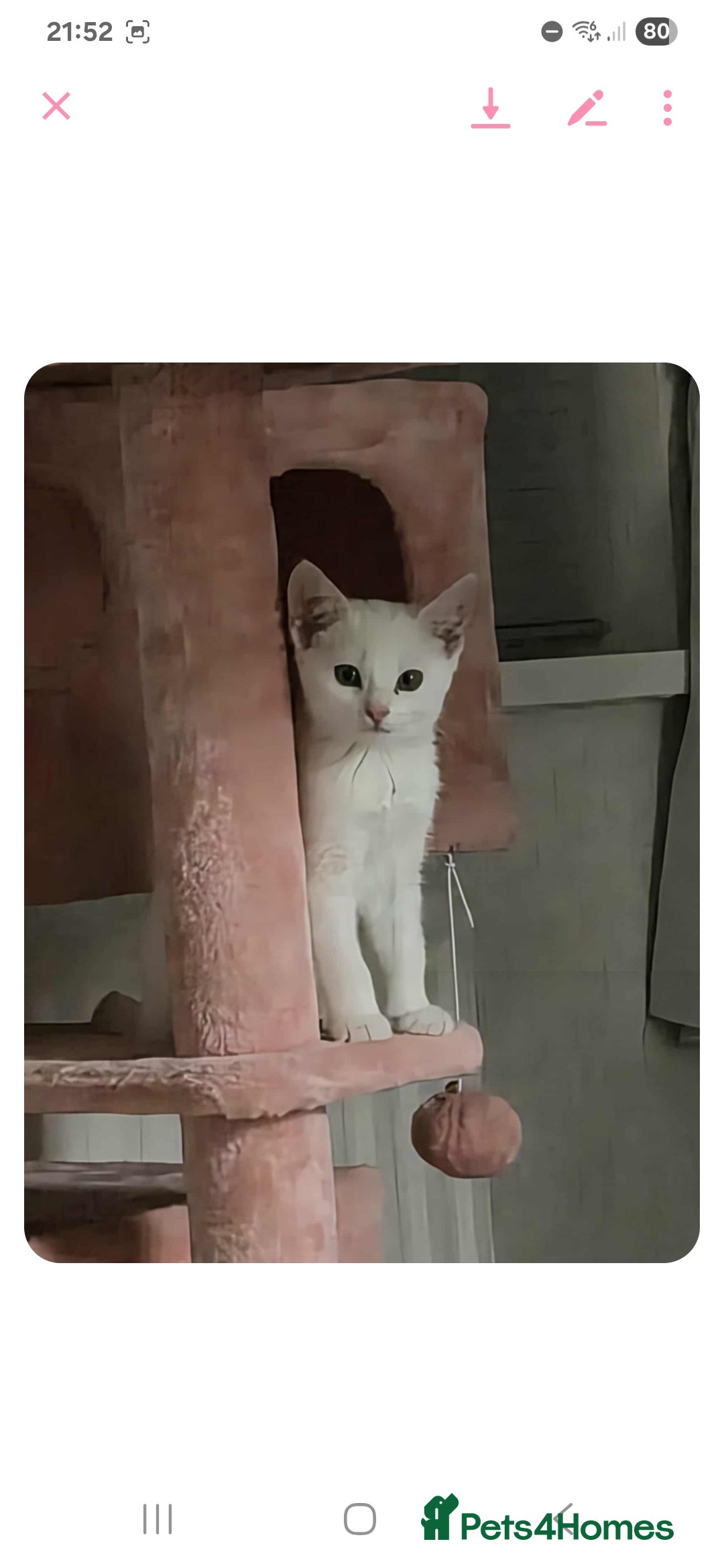 British Shorthair cats for sale: White Female Kitten - Image 1