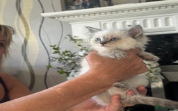 Ragdoll cats for sale: 7 Beautiful Pure Ragdolls for sale - Image 4
