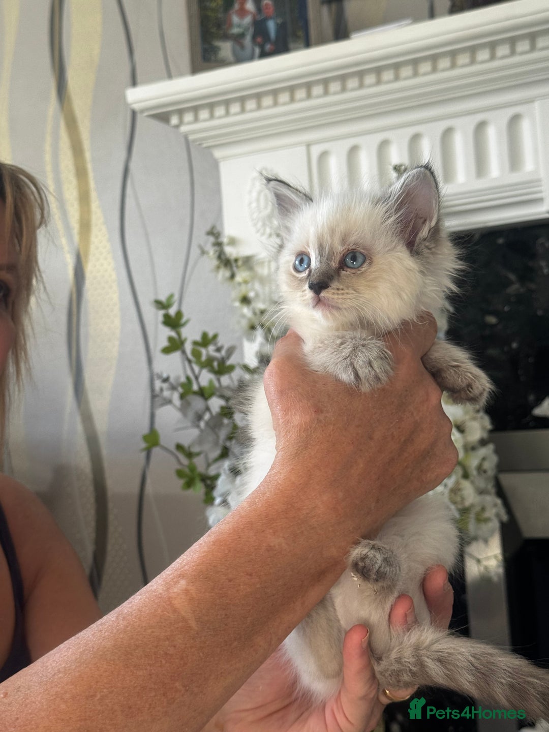 Ragdoll cats for sale: 7 Beautiful Pure Ragdolls for sale - Image 4
