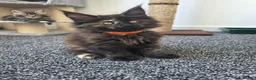 Maine Coon cats for sale: Maine coon pedigree kittens  - Advert 25