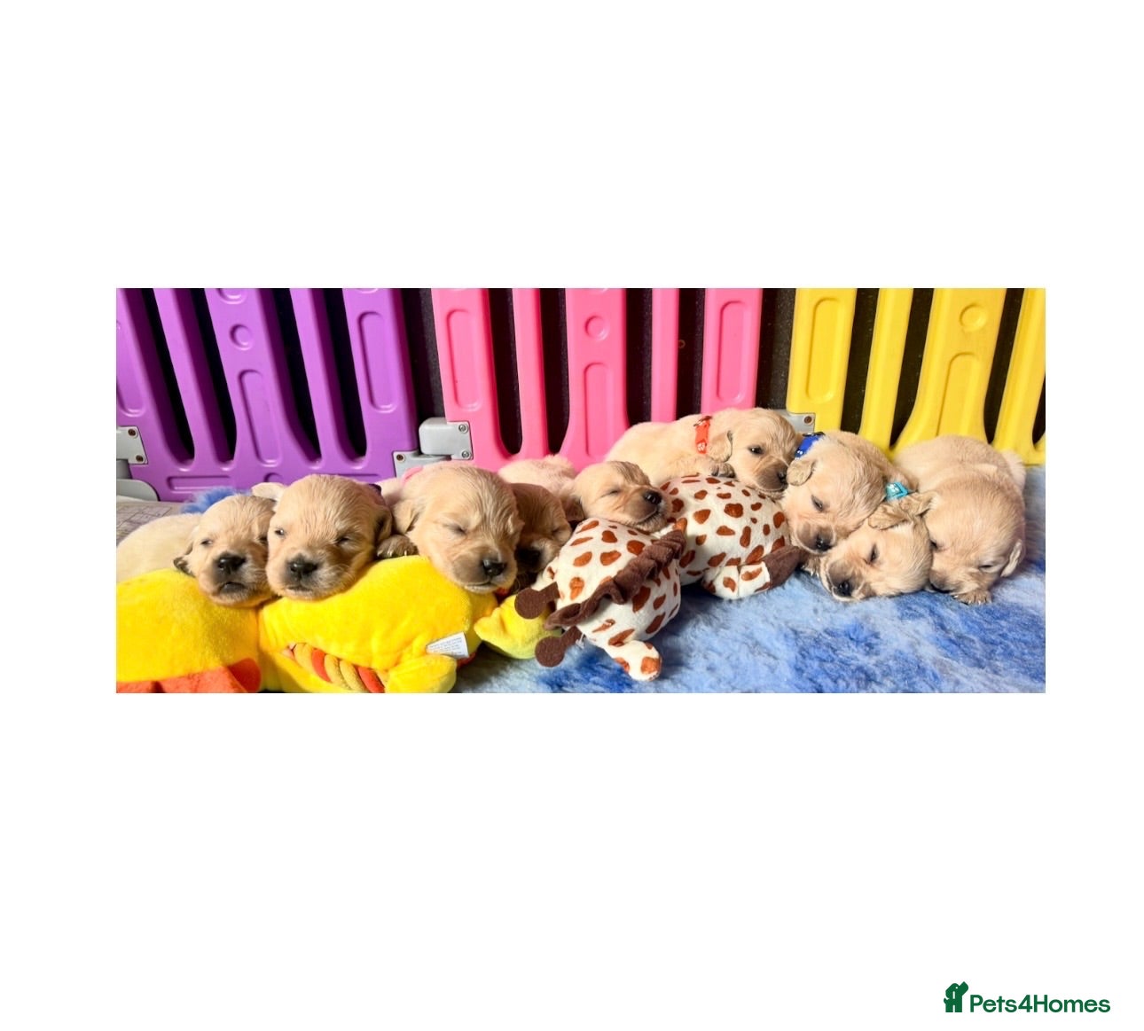 Golden Retriever dogs Beautiful Kc registered Golden Retriever puppies  - Advert 1