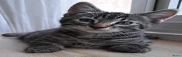 Russian Blue cats for sale: 🐾 Stunning 9 weeks Russian Blue X Tabby Kittens - Advert 20