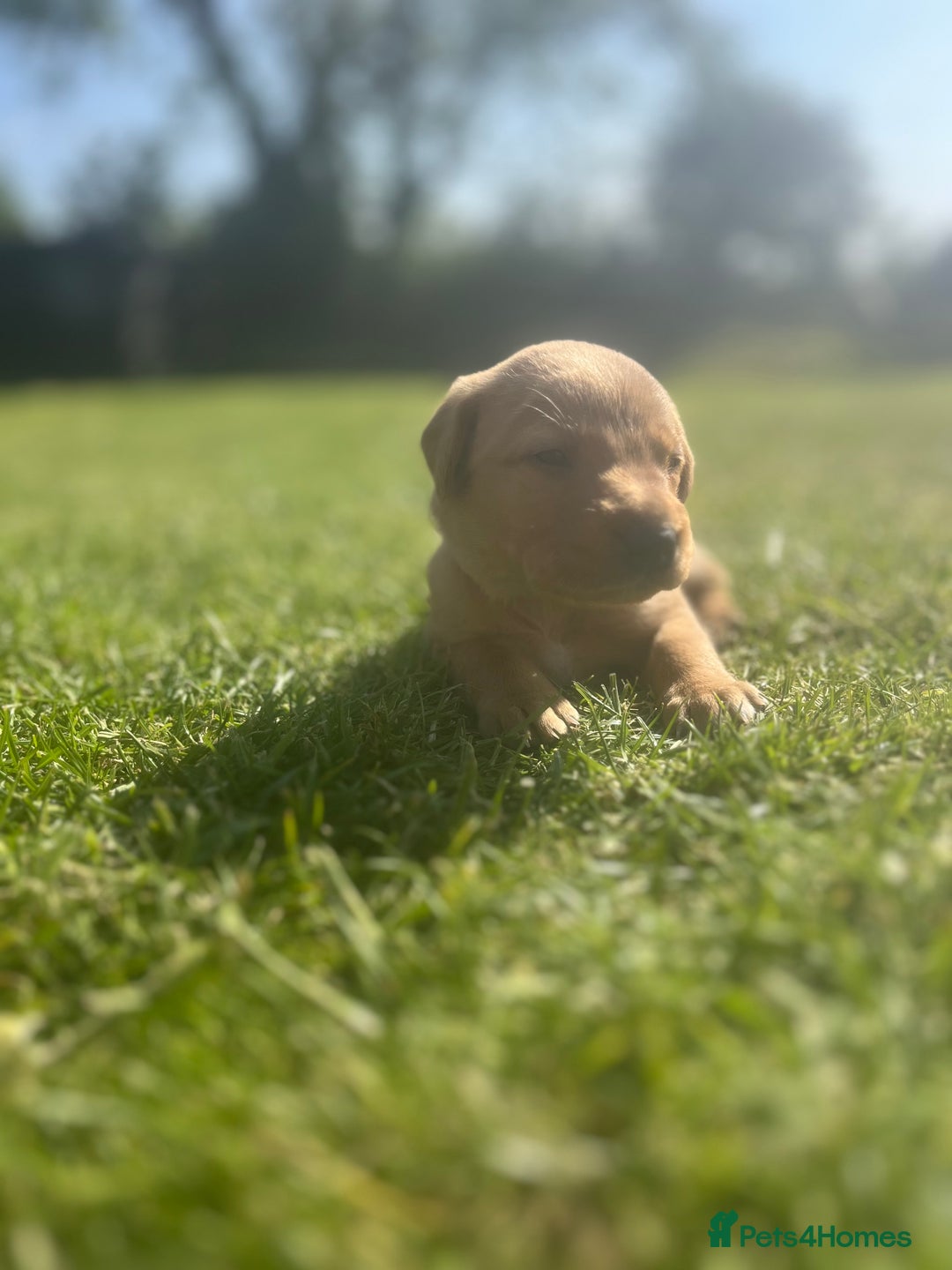 Labrador Retriever dogs for sale: Fox Red pedigree Labradors in Pwllheli - Image 8