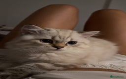British Longhair cats for sale: British long hair  - Image 14