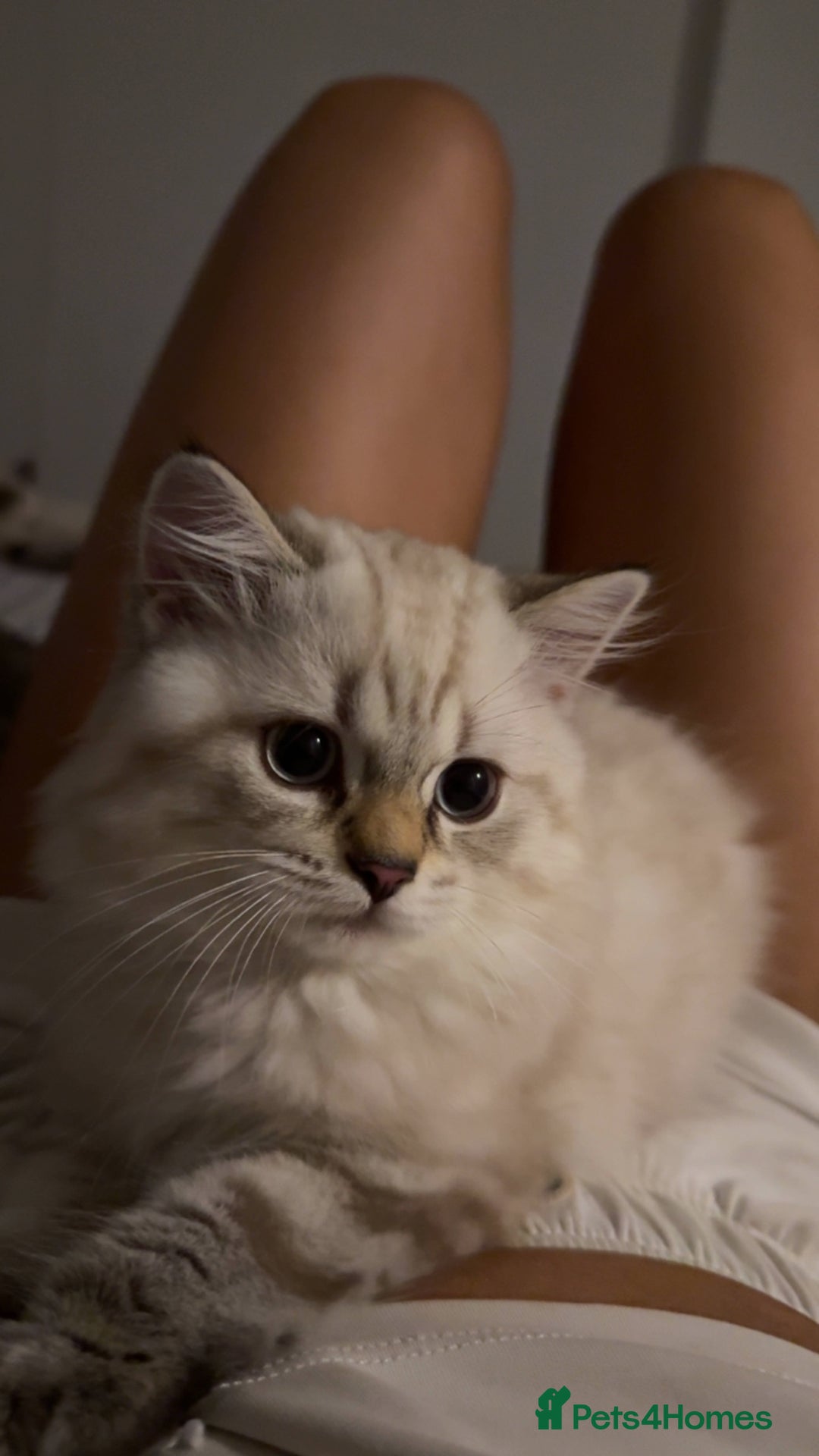 British Longhair cats for sale: British long hair  - Image 14