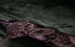 American Shorthair cats for sale: Tabby Kitten  - Image 12
