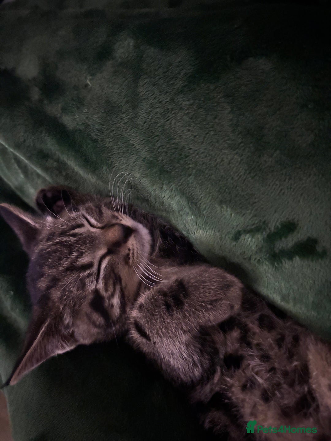 American Shorthair cats for sale: Tabby Kitten  - Image 12
