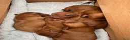Cavapoo dogs for stud: Otis the red Cavapoo - Advert 5