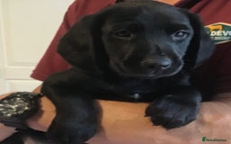 Cockerdor dogs for sale: Superb Quality Cockador Puppies, SHROPSHIRE  - Image 21